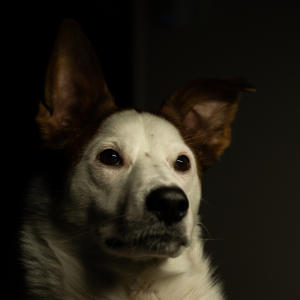 comportamiento perro, educacion canina