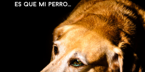 comportamiento perro, educacion canina