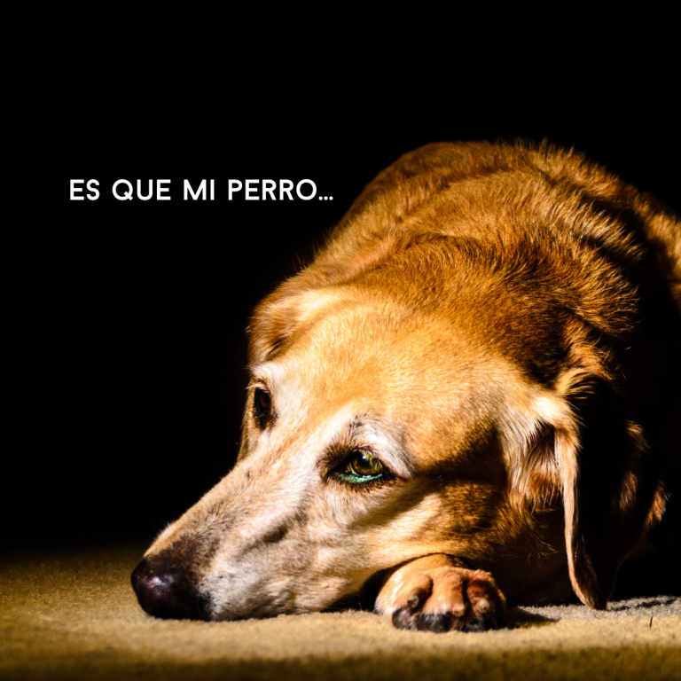 comportamiento perro, educacion canina