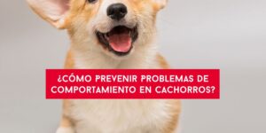 escuela, adiestramiento canino, educadores caninos, el educadog, granada, leon, prevenir, problemas, comportamiento, cachorros