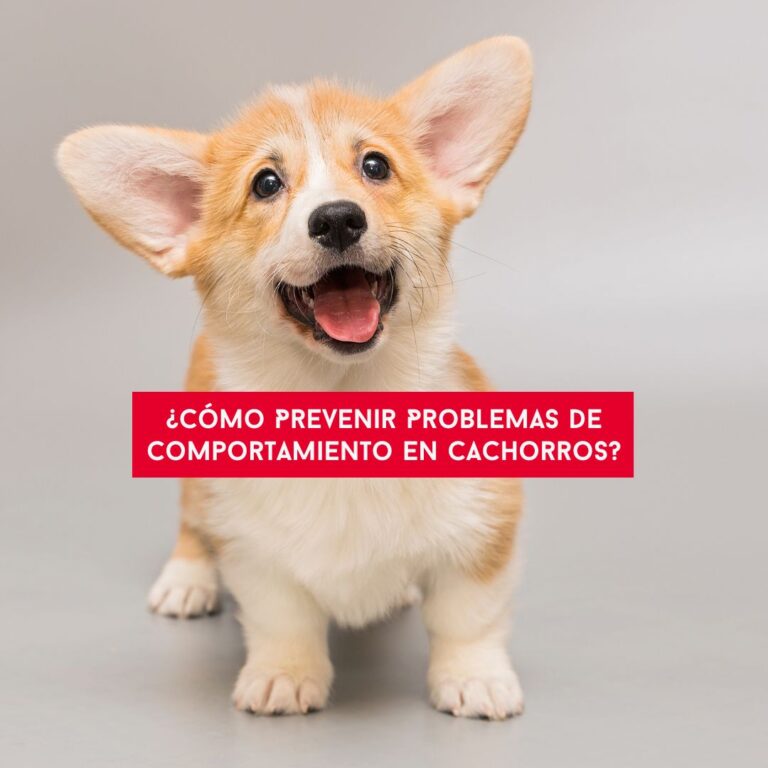 escuela, adiestramiento canino, educadores caninos, el educadog, granada, leon, prevenir, problemas, comportamiento, cachorros
