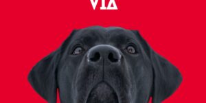 claves, perro, equilibrado, perros, escuela, adiestramiento canino, educadores caninos, el educadog, granada, leon