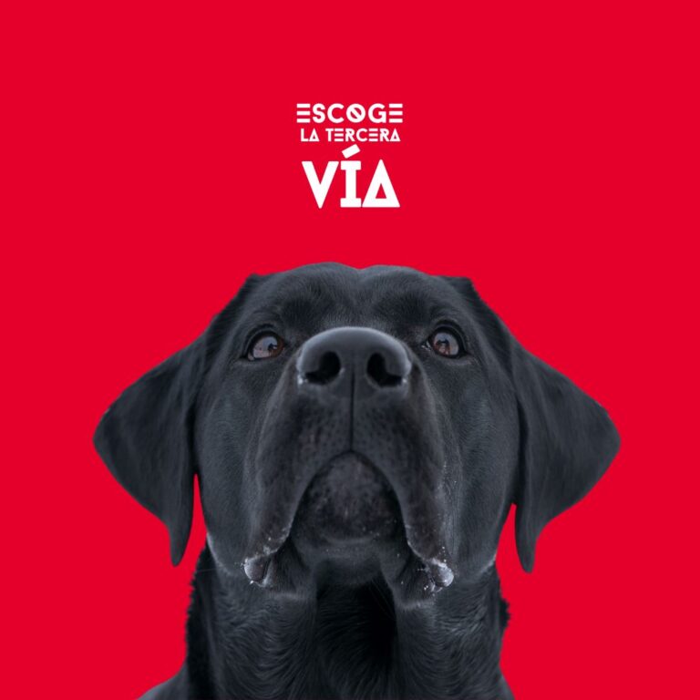 claves, perro, equilibrado, perros, escuela, adiestramiento canino, educadores caninos, el educadog, granada, leon