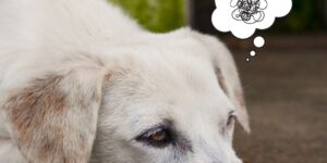 depresion, en, perros, escuela, adiestramiento canino, educadores caninos, el educadog, granada, leon