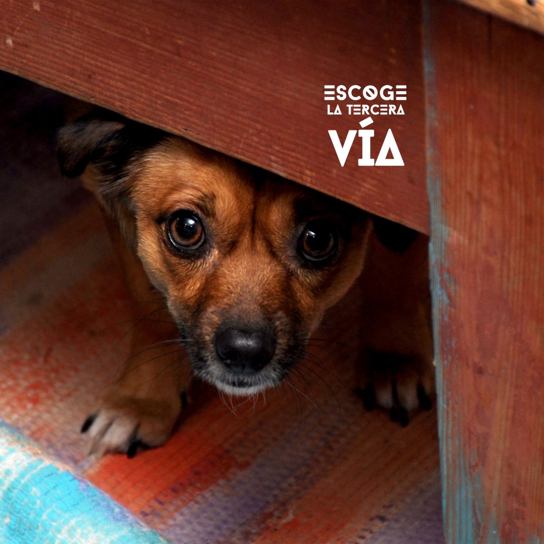 señales, estres, perro, escuela, adiestramiento canino, educadores caninos, el educadog, granada, leon