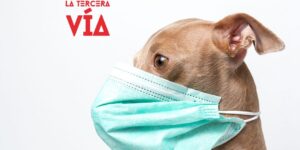 evitar, sobreproteccion, favorecer, autonomia, perro, escuela, adiestramiento canino, educadores caninos, el educadog, granada, leon