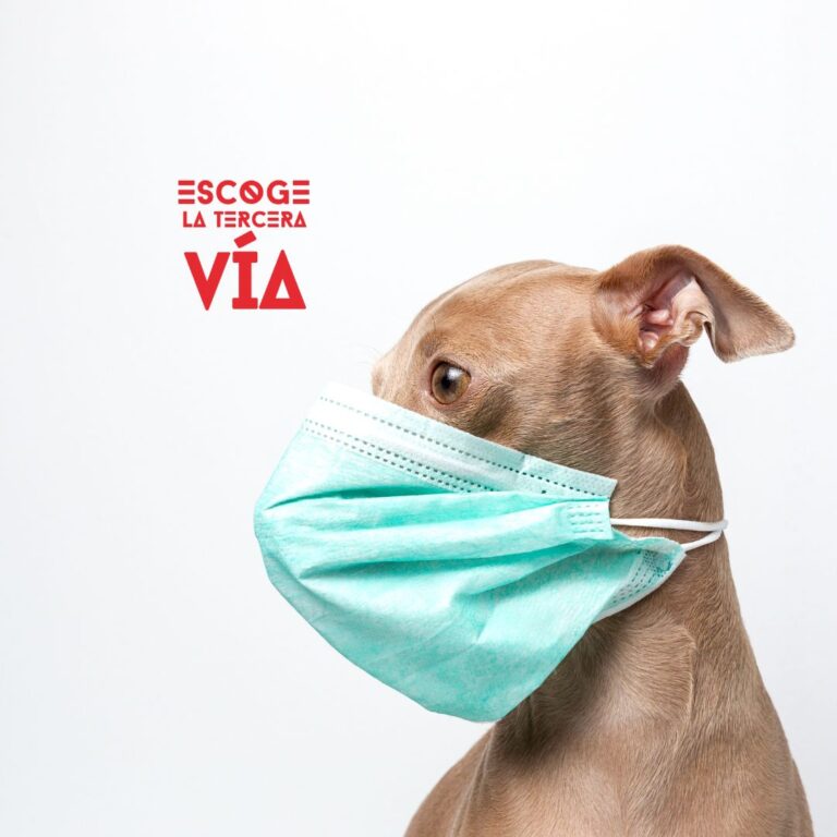 evitar, sobreproteccion, favorecer, autonomia, perro, escuela, adiestramiento canino, educadores caninos, el educadog, granada, leon